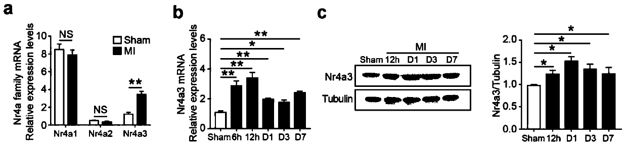 Application of ribosome S6 kinase inhibitor SL0101 in preparation of drug for treating cardiovascular diseases