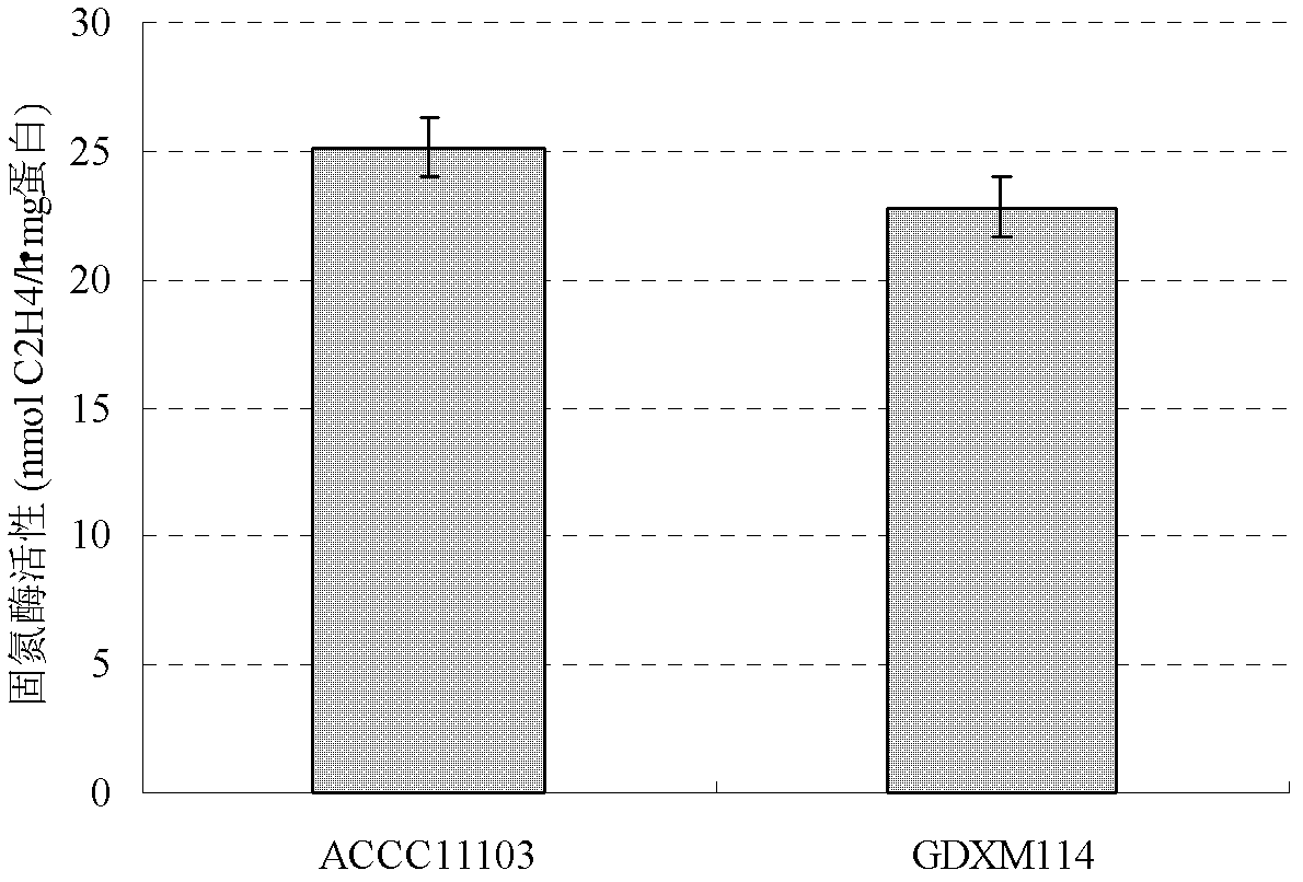 Endophytic azotobacter of wheat producing ACC (1-aminocyclopropane-1-carboxylate) deaminase and application thereof