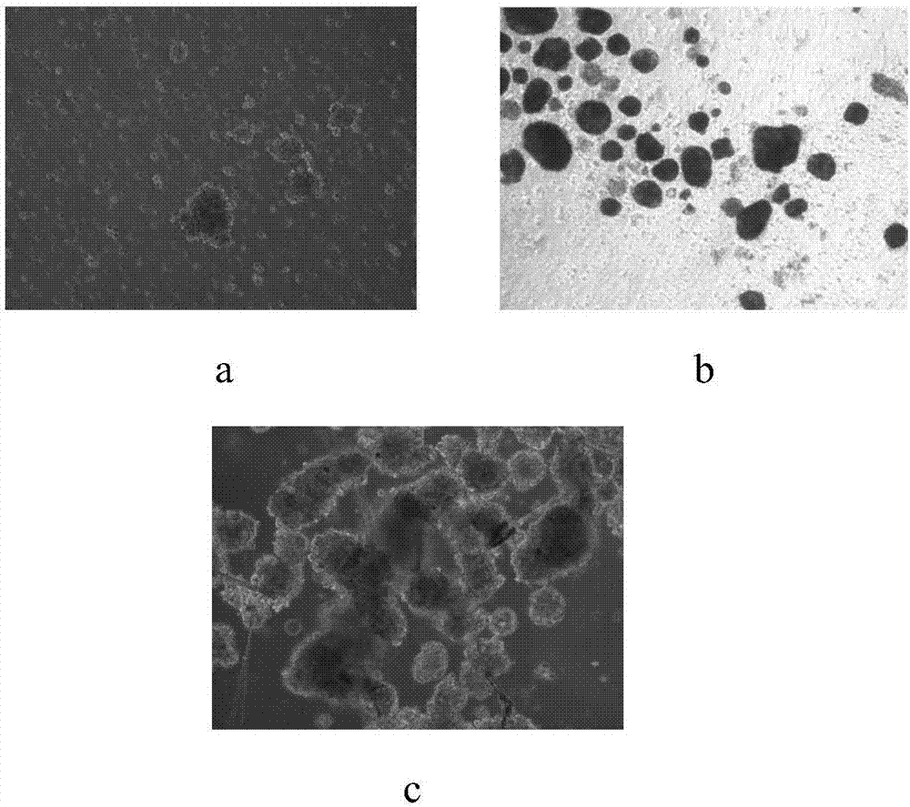 Porcine islet cell frozen stock solution and cryopreservation method