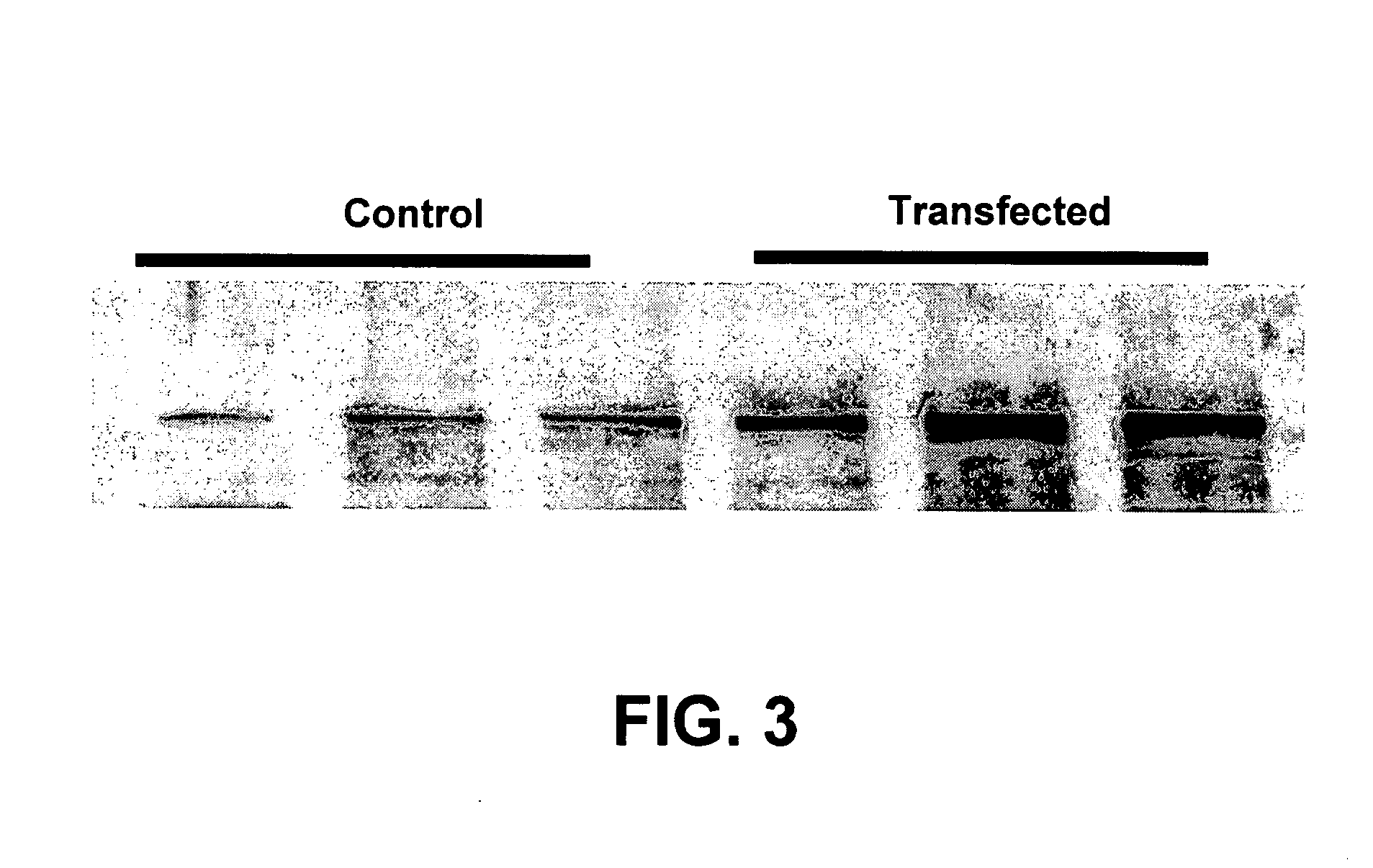 Methods to improve creatine kinase metabolism and contractile function in cardiac muscle for the treatment of heart failure