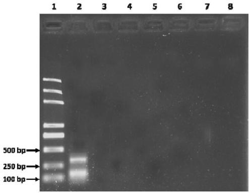 A kind of specific primer, kit and identification method for identifying traditional Chinese medicine gecko