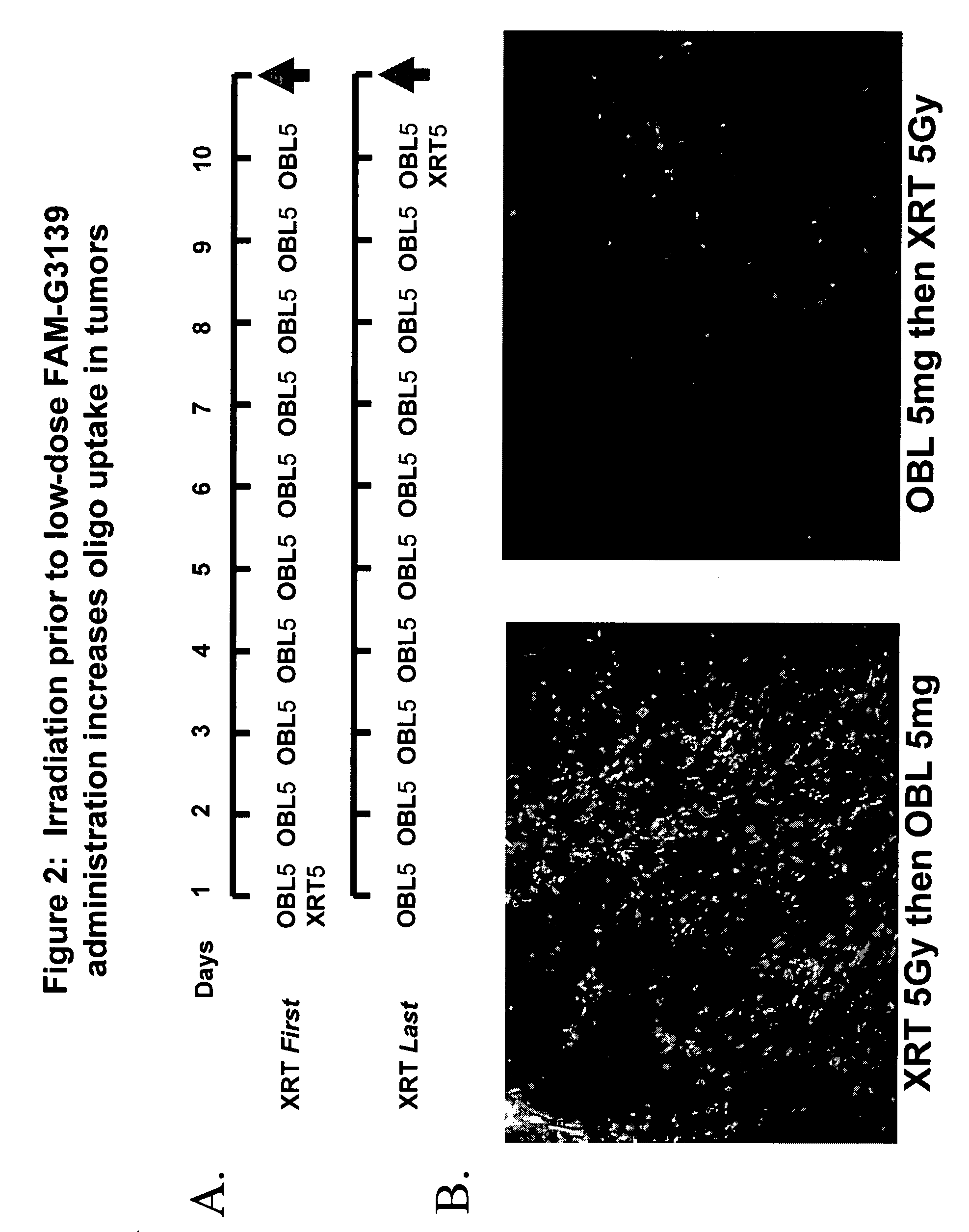 Dosing and scheduling of oligomers