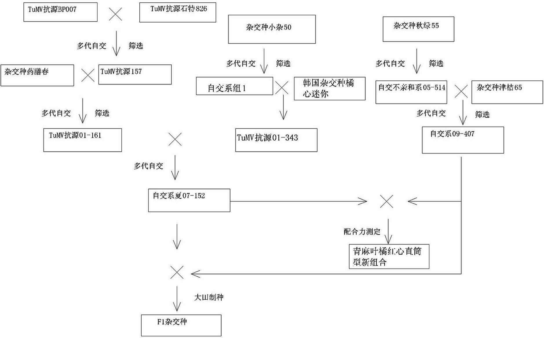 Multi-resistant high-quality Qingmaye type red-orange-core Chinese cabbage breeding method