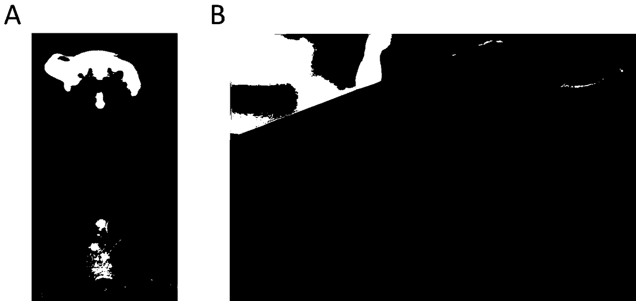 Simple and fast plant genome DNA extraction method