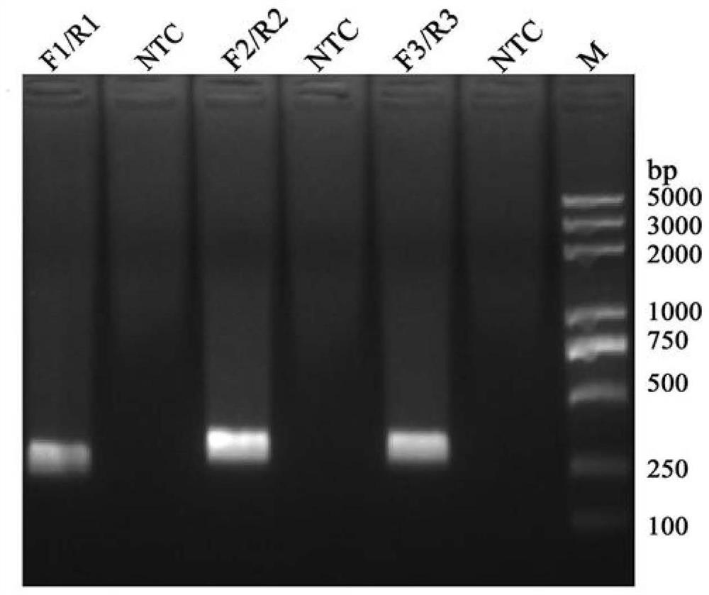 Probe, primer group, kit and detection method for rapidly detecting aeromonas salmonicida through RPA-LFS