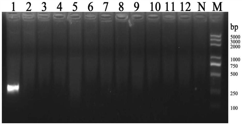 Probe, primer group, kit and detection method for rapidly detecting aeromonas salmonicida through RPA-LFS