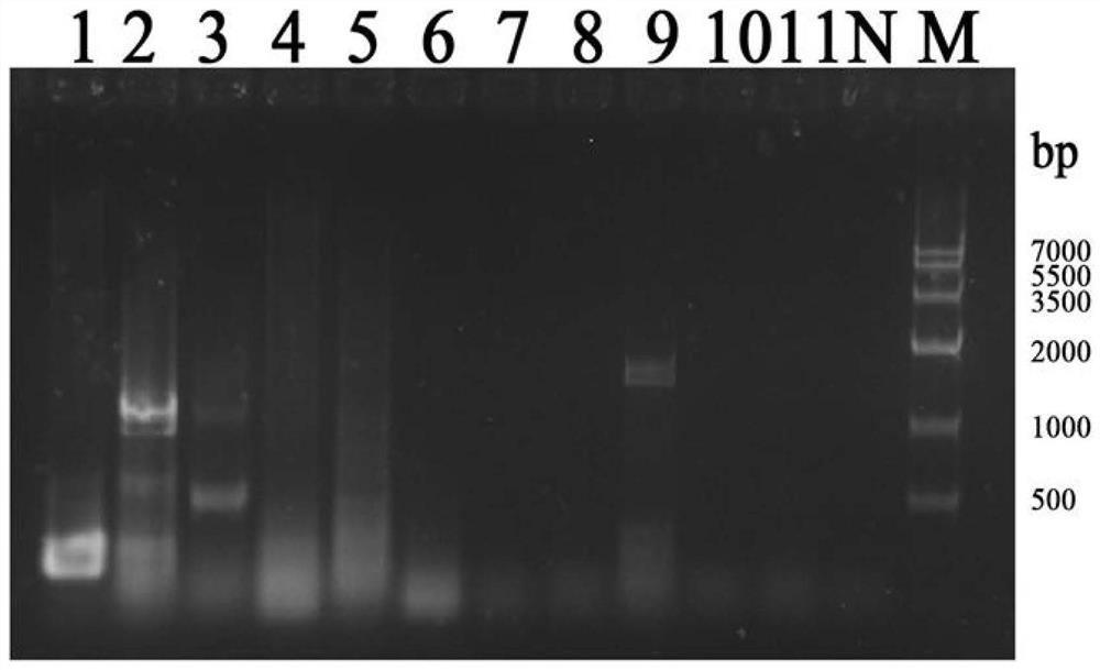 Probe, primer group, kit and detection method for rapidly detecting aeromonas salmonicida through RPA-LFS