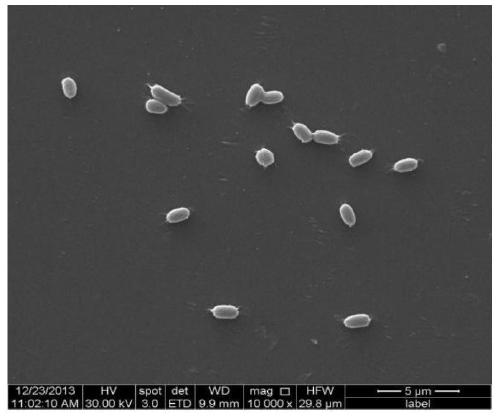 Method for inhibiting tobacco black shank by combining bacterial fertilizer with fermentation bacterial solution