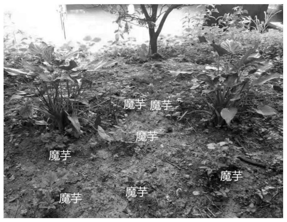 Method for disease-resistant cultivation of amorphophallus rivieri durieu under low-altitude forests