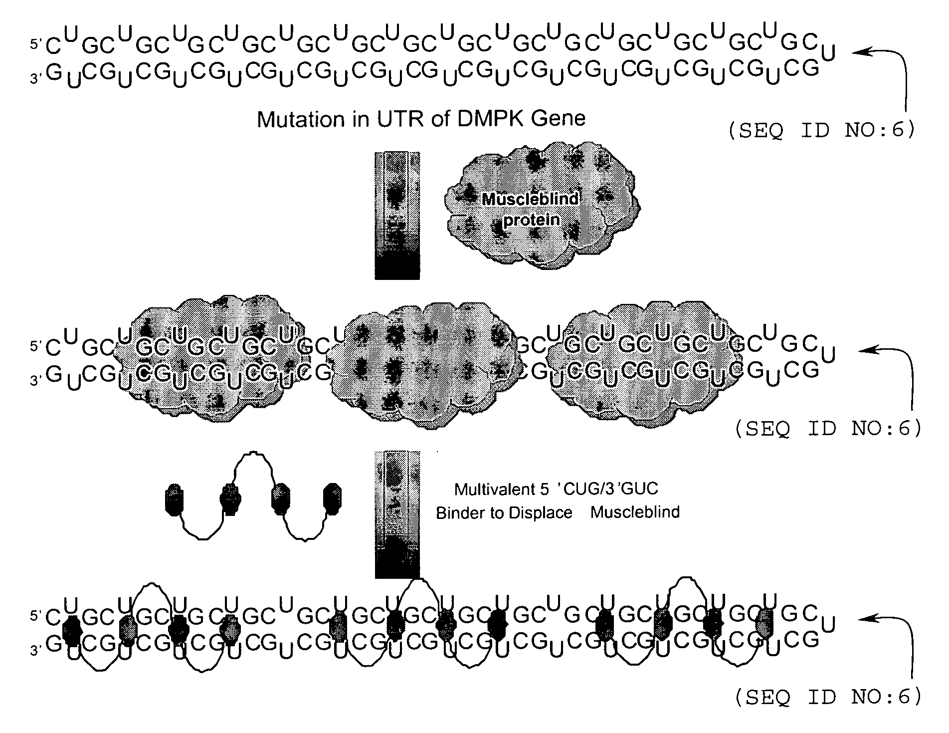 RNA targeting compounds and methods for making and using same