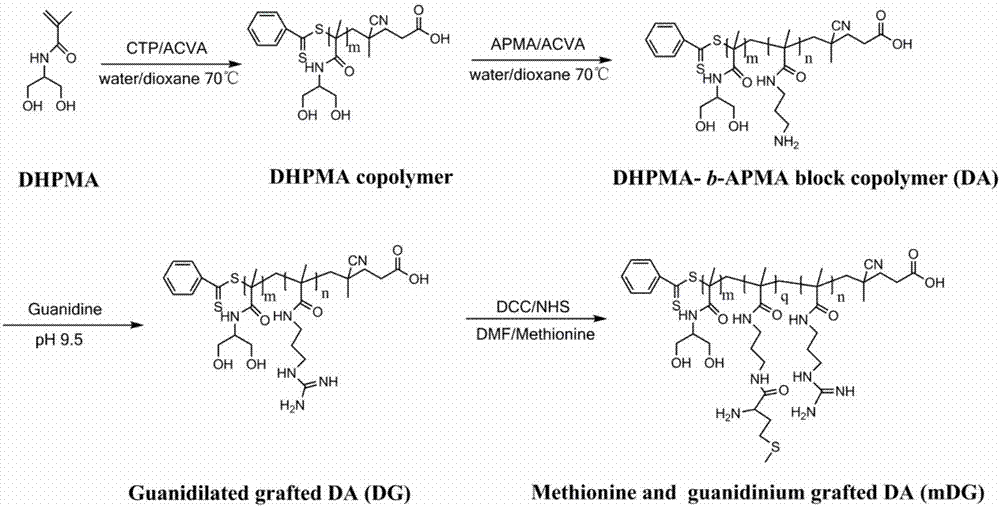 Cationic polymer gene carrier and preparation method and application thereof