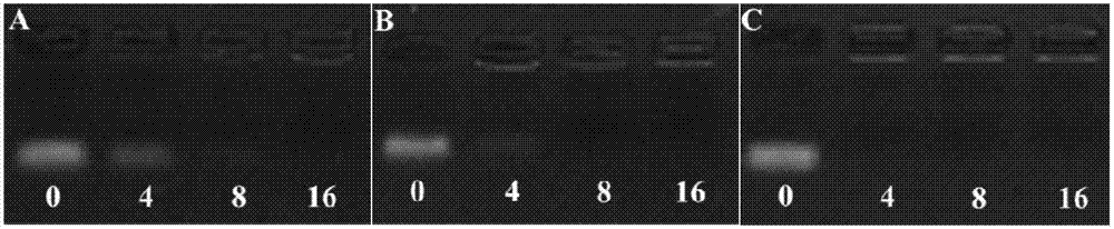 Cationic polymer gene carrier and preparation method and application thereof