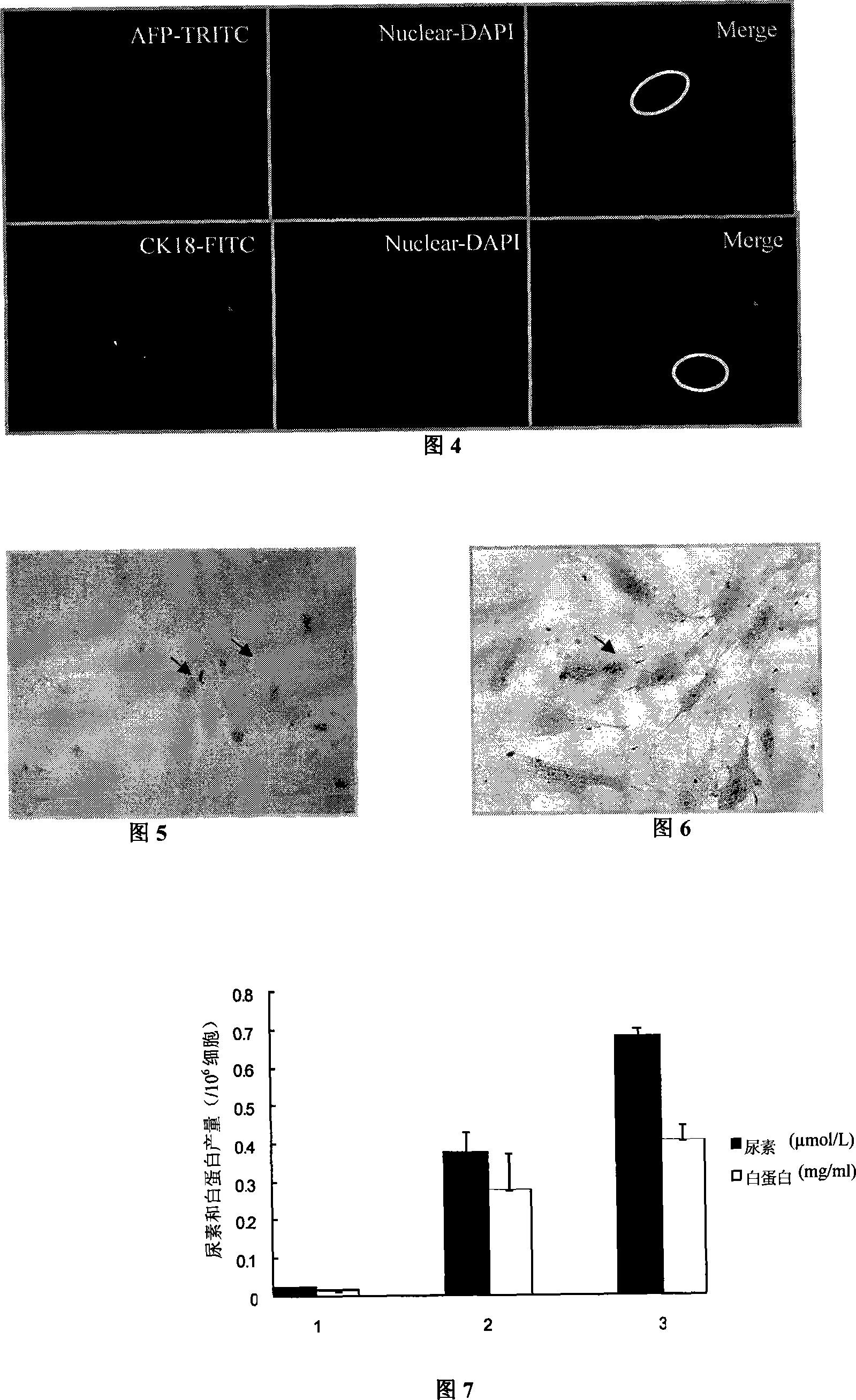 Method for creating hepatocyte by human embryo stem cell external evoked differentiation