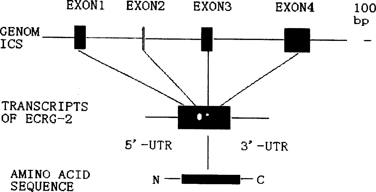 Carcinoma of esophagus related gene-2 and use of coding protein thereof