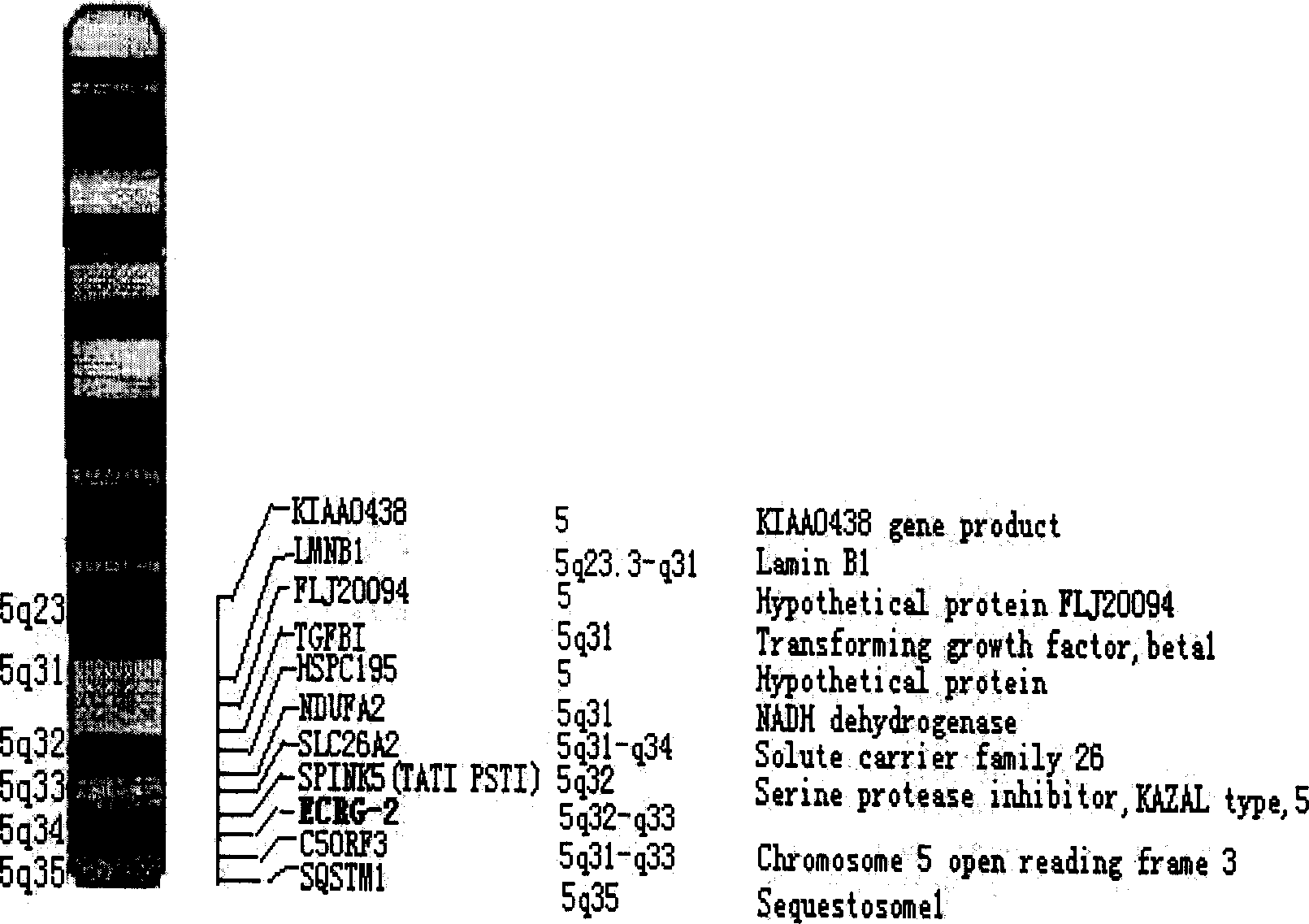 Carcinoma of esophagus related gene-2 and use of coding protein thereof