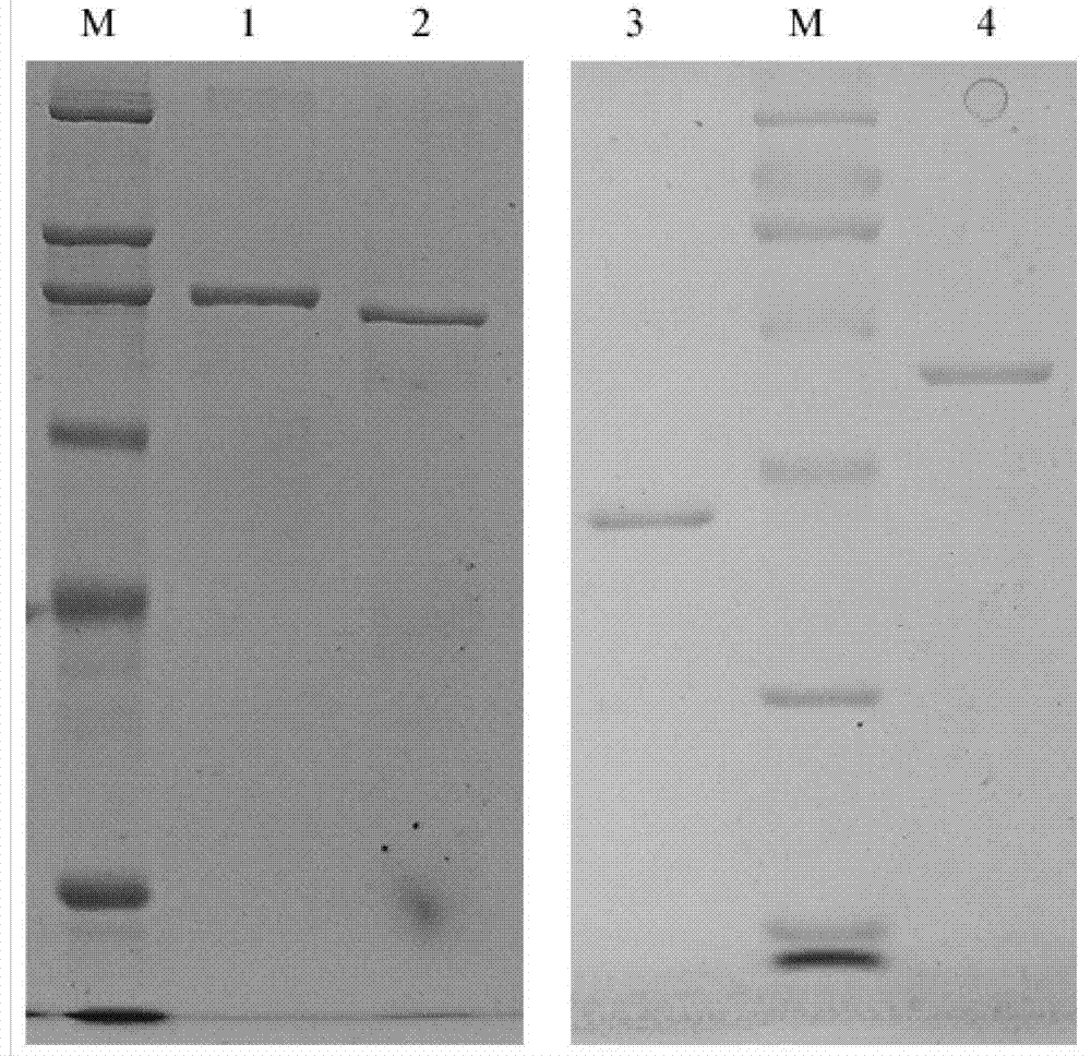 Pneumolysin (Ply) mutant and application thereof as mucosal immunoadjuvant