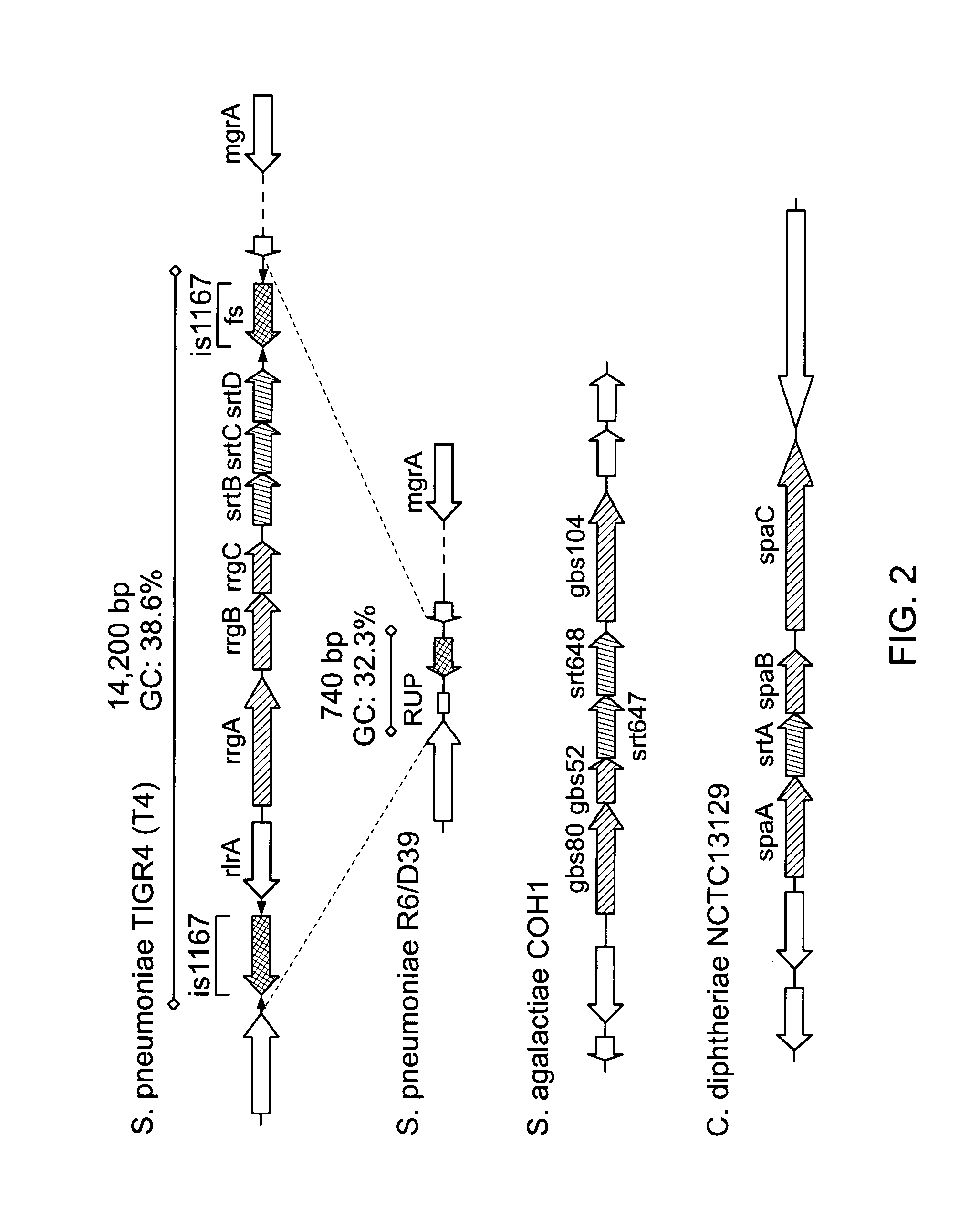 Purification of bacterial antigens