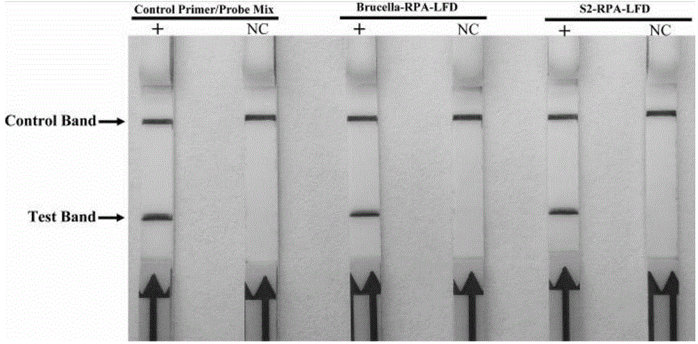 Primer, probe and reagent kit for identifying Brucella S2 vaccine strains in aerocolloid