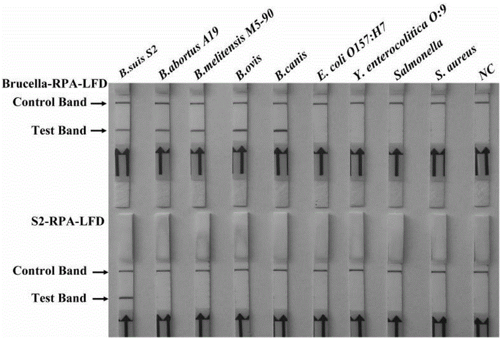 Primer, probe and reagent kit for identifying Brucella S2 vaccine strains in aerocolloid