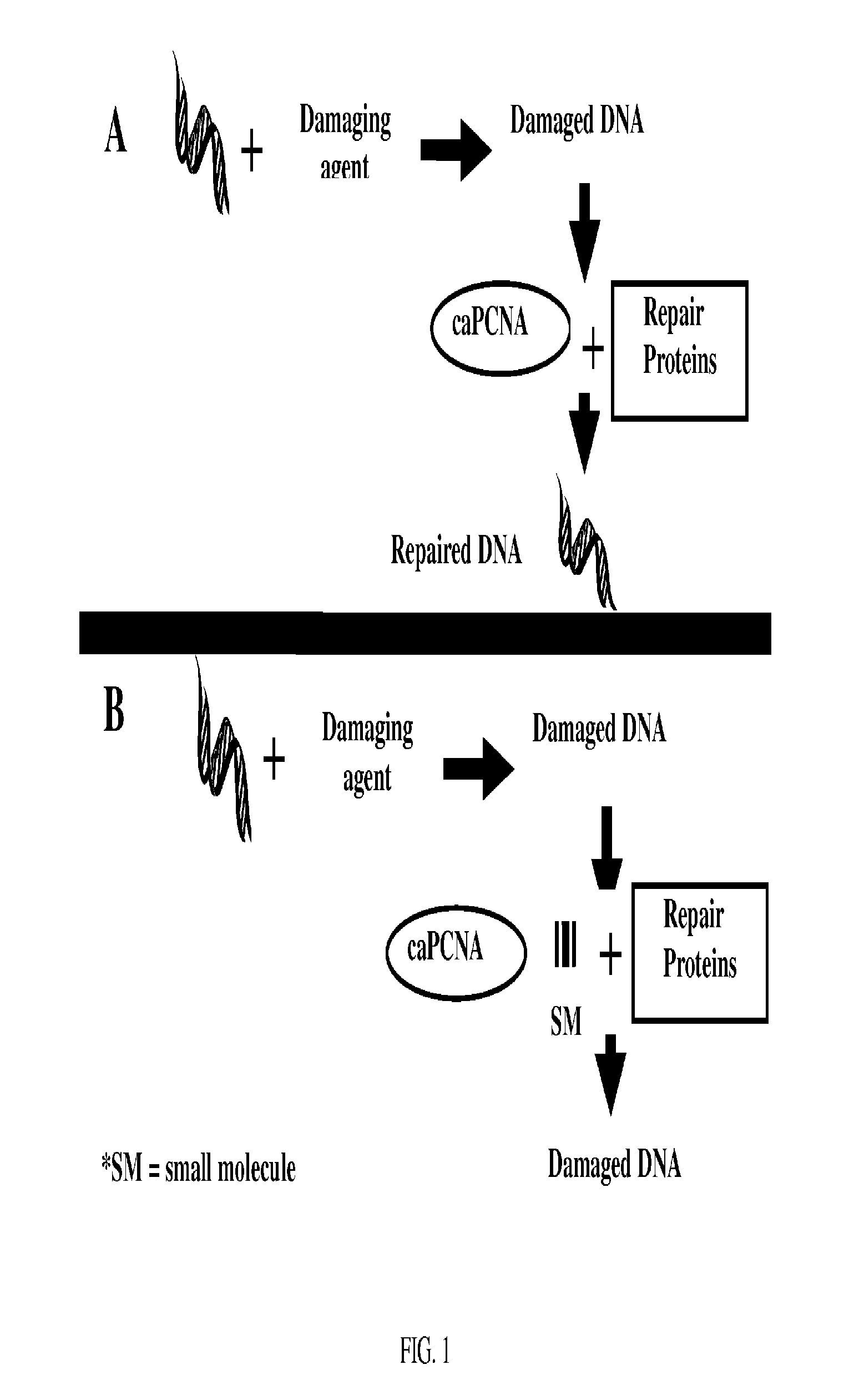 Anticancer therapeutic agents