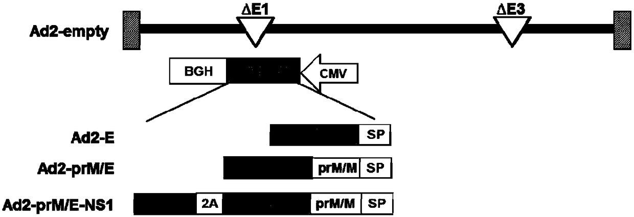 ZIKV (zika virus) vaccine and preparation method thereof