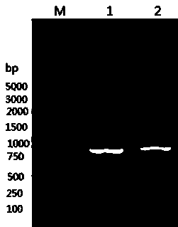 Swine GAPDH (Glyceraldehyde-3-Phosphate Dehydrogenase) protein antibody and preparation method and application thereof