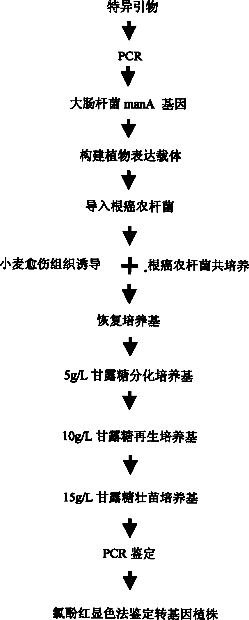 Non-antibiotic method for sifting wheat transgenic plant