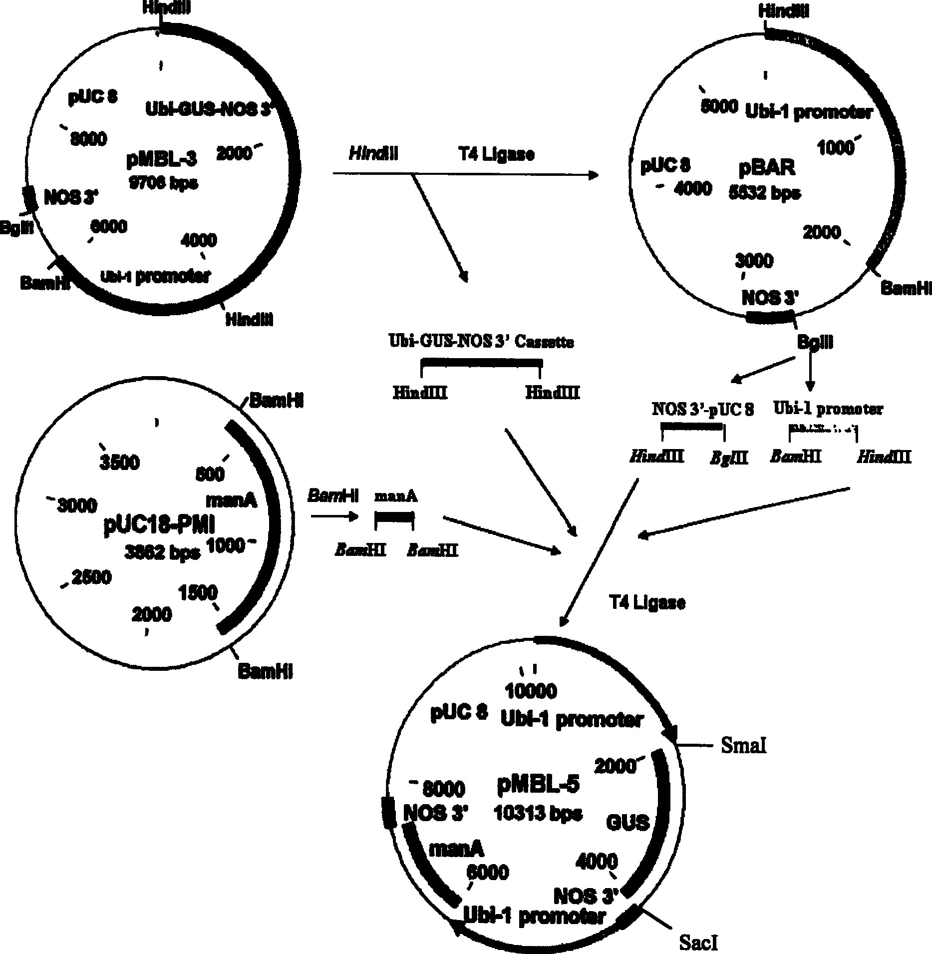 Non-antibiotic method for sifting wheat transgenic plant