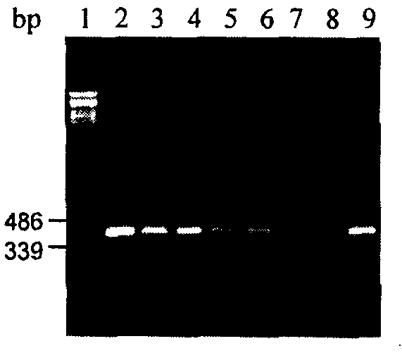 Non-antibiotic method for sifting wheat transgenic plant