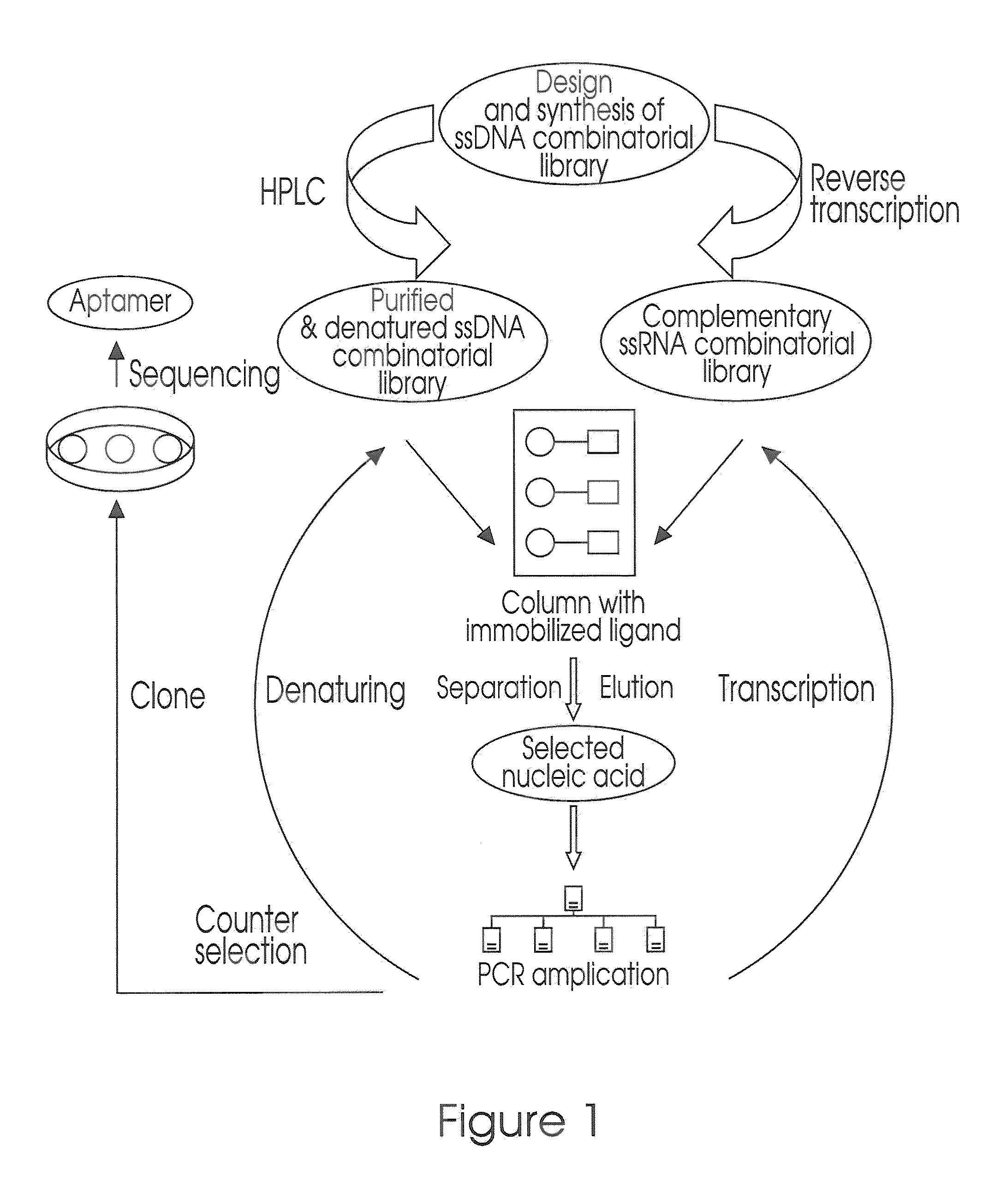 Aptamer for the Capture, Diagnosis, Enumeration, and Eradication of Circulating Tumor Cells