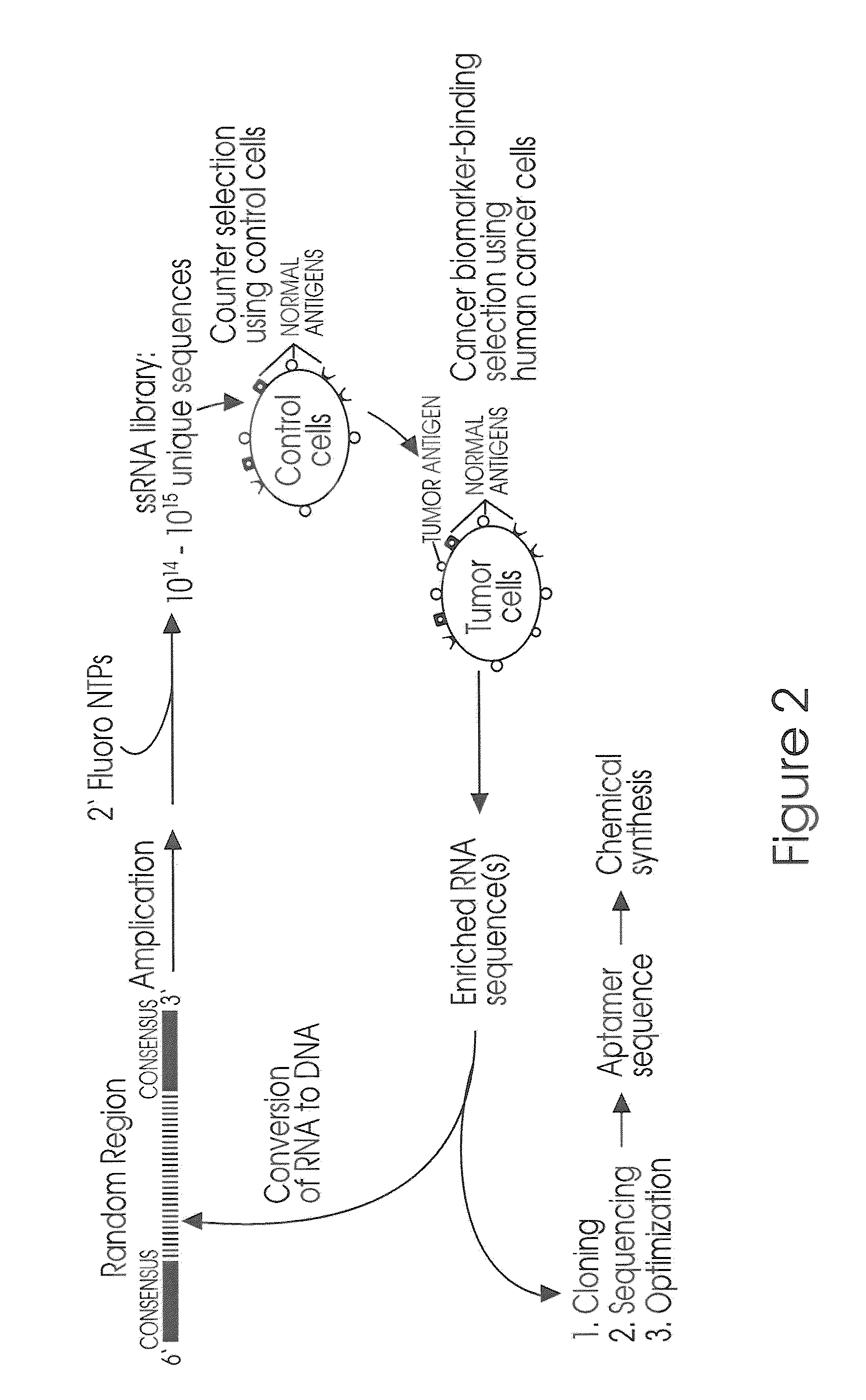 Aptamer for the Capture, Diagnosis, Enumeration, and Eradication of Circulating Tumor Cells