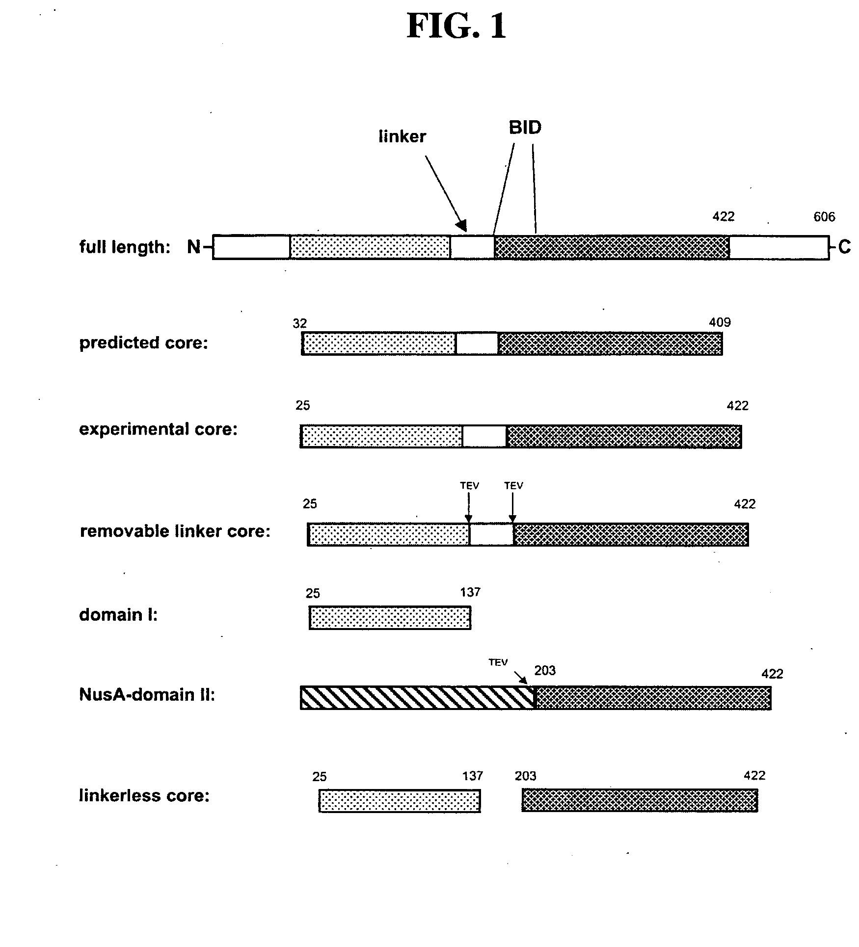 Voltage-dependent calcium channel beta subunit functional core