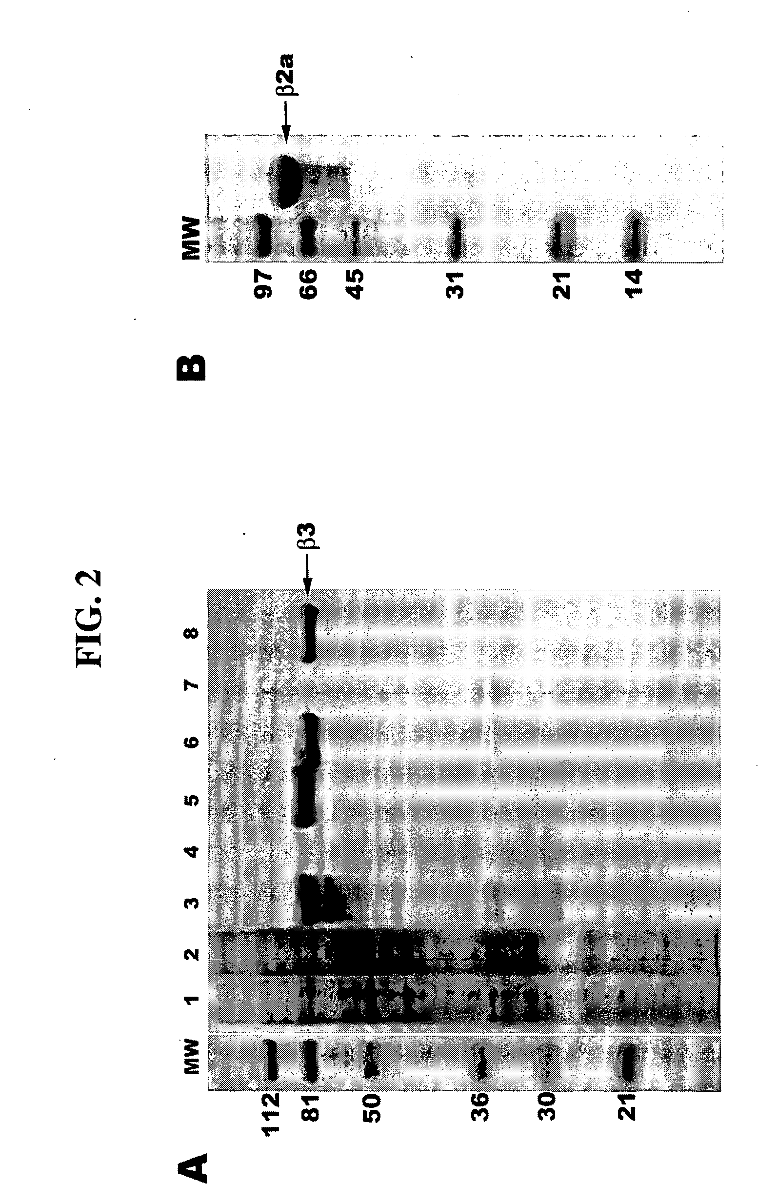 Voltage-dependent calcium channel beta subunit functional core