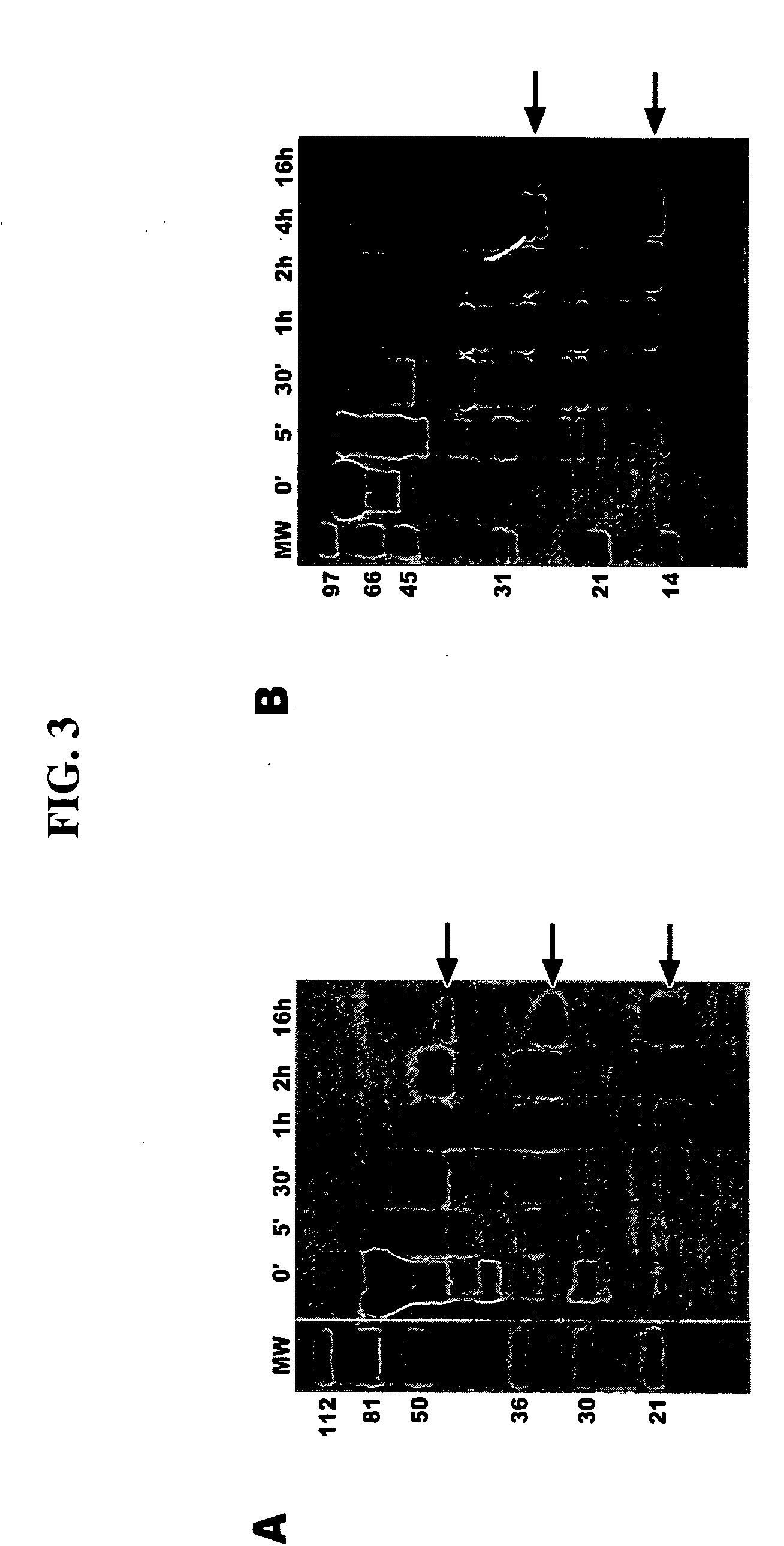 Voltage-dependent calcium channel beta subunit functional core