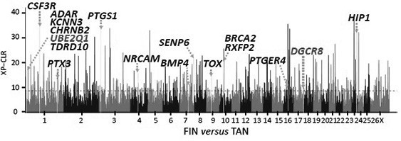 A combination of snp loci for the reproductive performance of meat sheep and its application