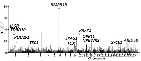 A combination of snp loci for the reproductive performance of meat sheep and its application