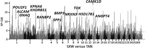 A combination of snp loci for the reproductive performance of meat sheep and its application