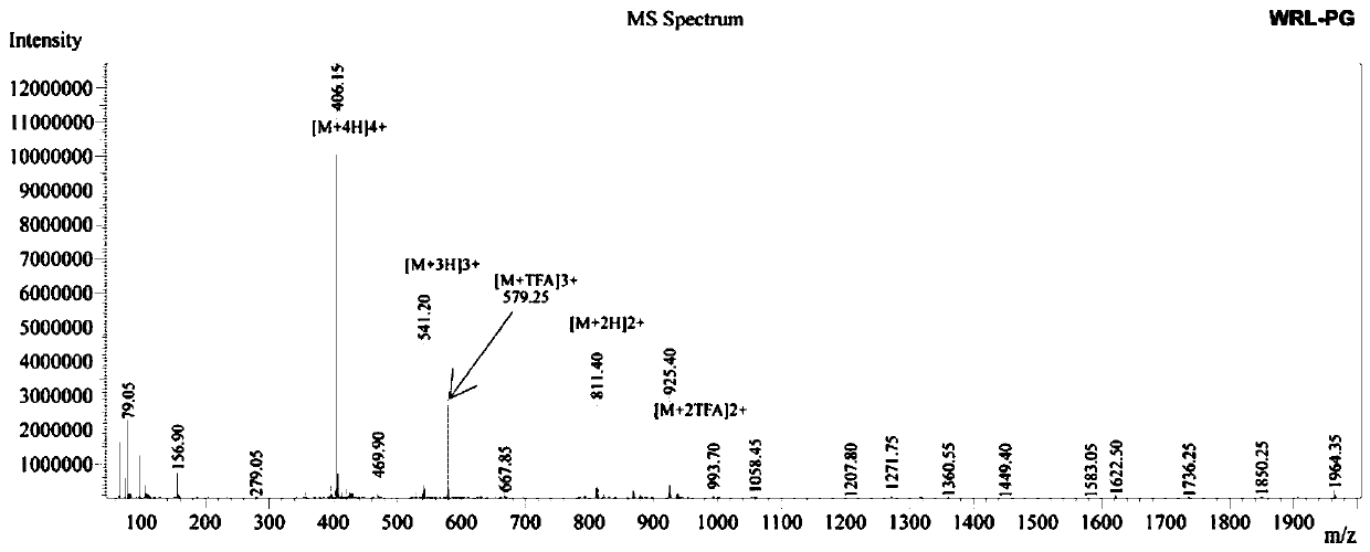 Beta hairpin antibacterial peptide with tryptophan and arginine cross-chain interaction and preparation method of beta hairpin antibacterial peptide