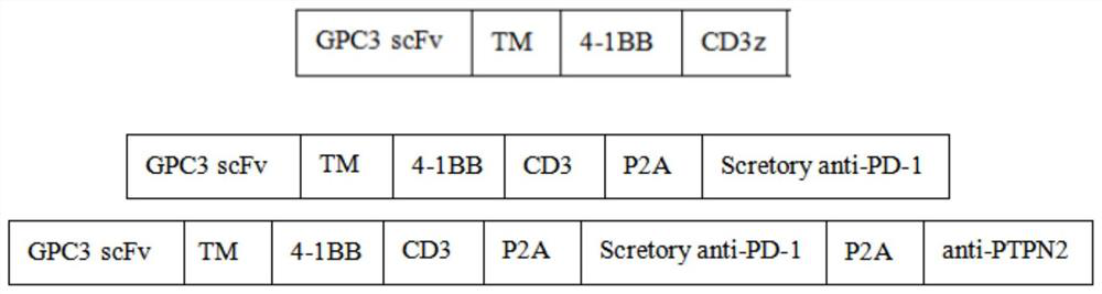 PTPN2-blocked immune cell and application and preparation thereof