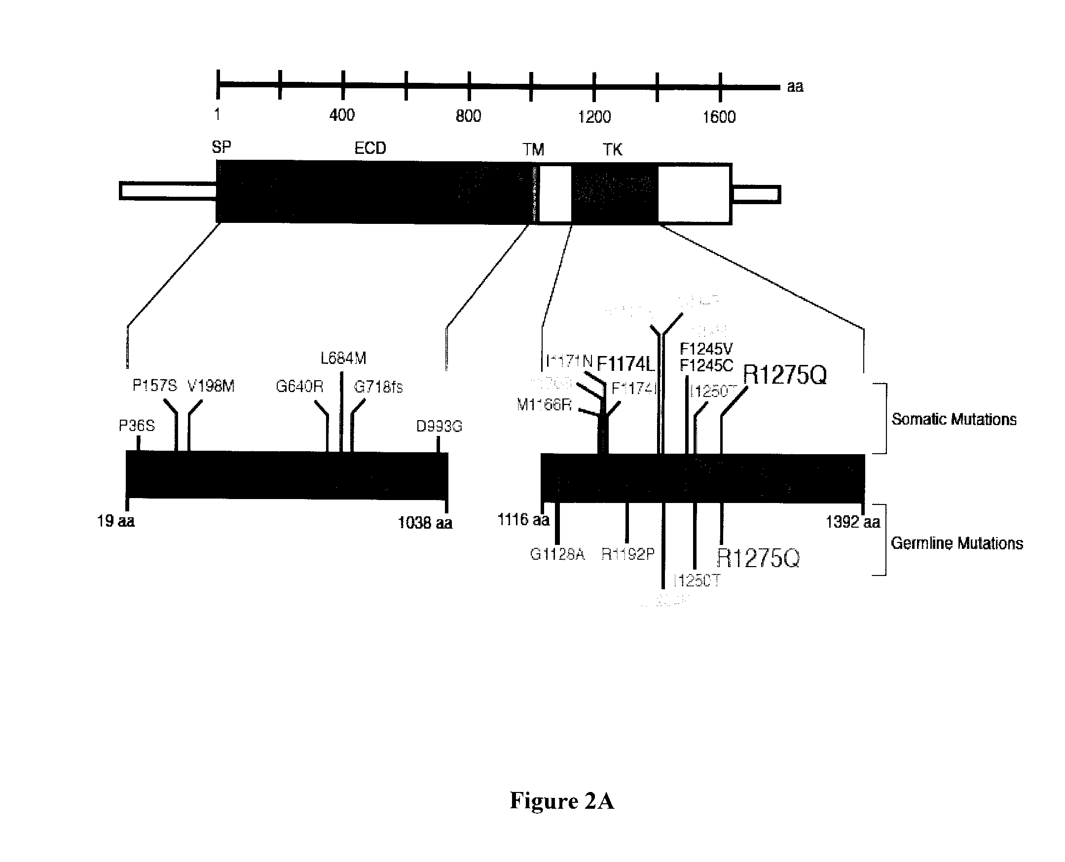 Methods and Compositions for Treating Neuroblastoma