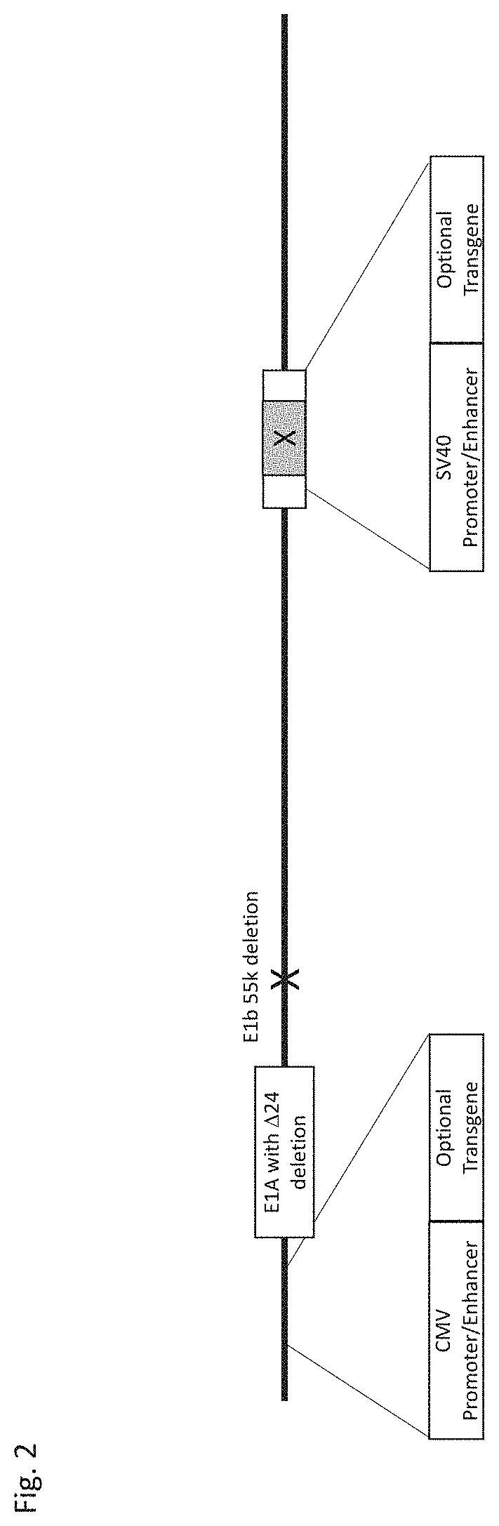 Replication-enhanced oncolytic adenoviruses