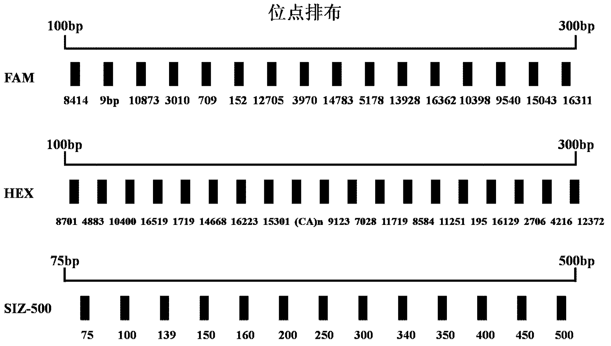 Mitochondrial SNP fluorescence labeling composite amplification kit and application thereof