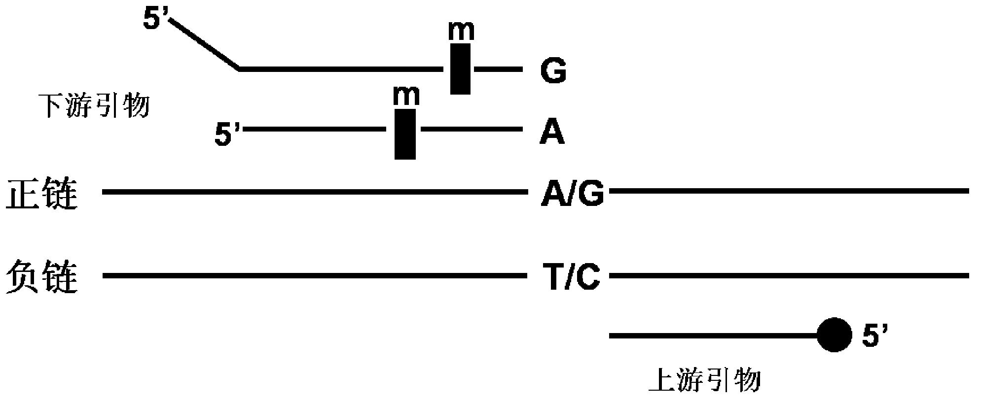 Mitochondrial SNP fluorescence labeling composite amplification kit and application thereof