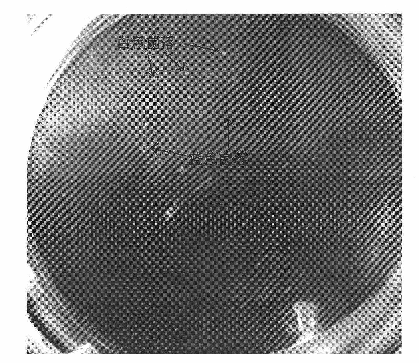 Rana chensinensis functional gene Rd-RNase3 sequence, construction method and amino acid sequence and application thereof