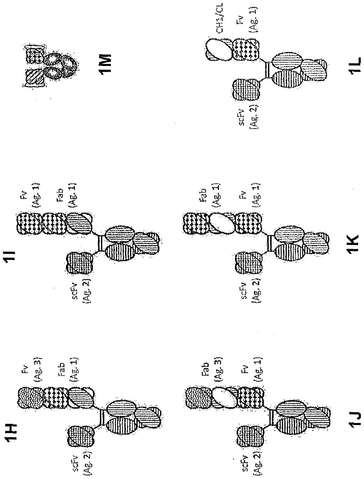 Heterodimeric proteins