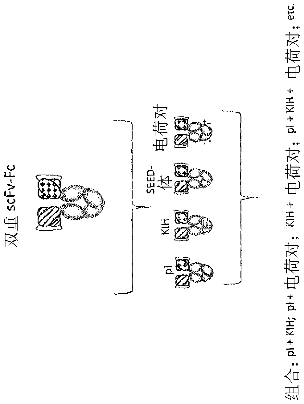 Heterodimeric proteins