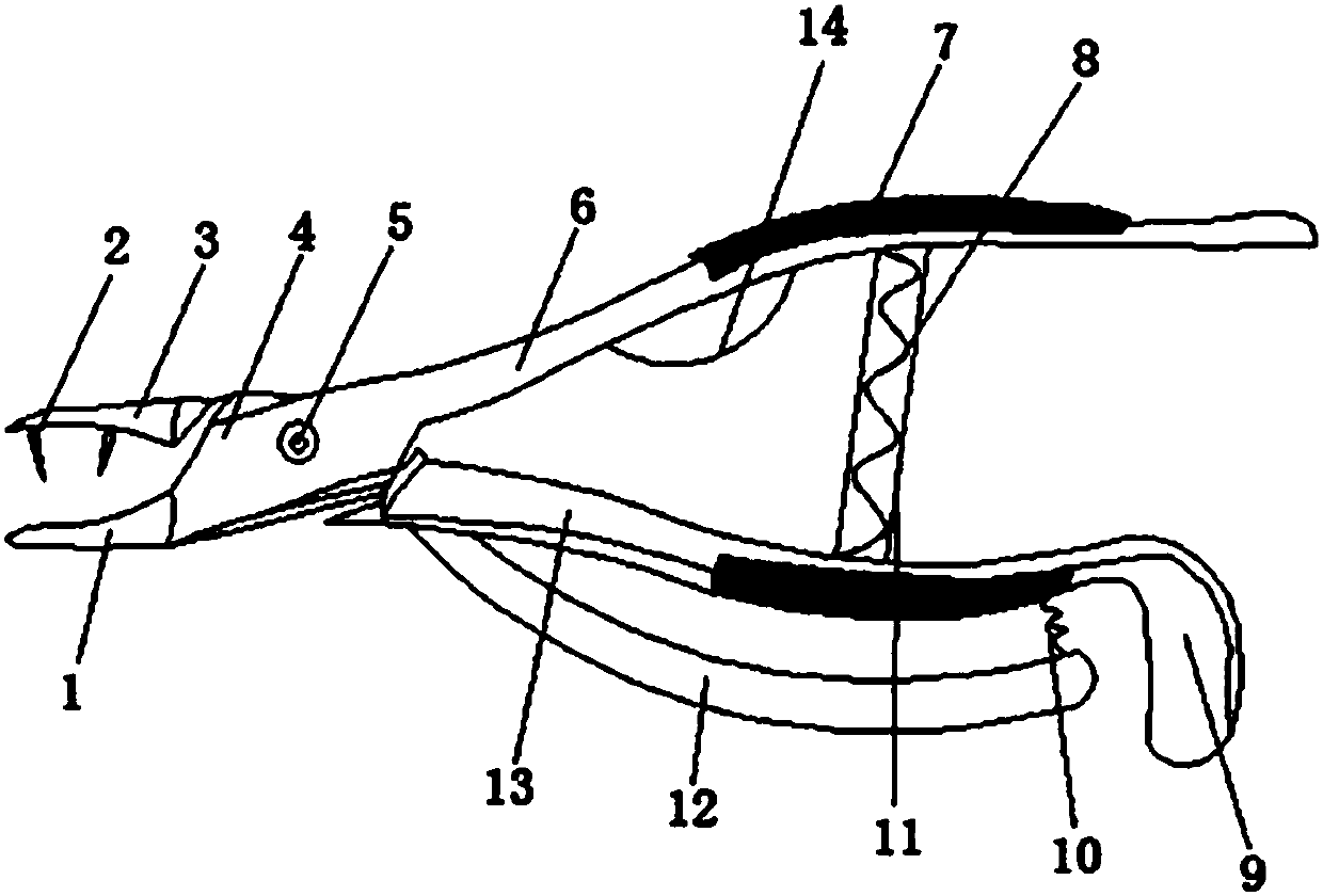 Small-forcep-jaw dental forceps with a bracket