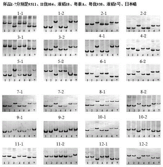 Identification method for conventional rice varieties Huai rice No.5 and No.18 based on InDel marks