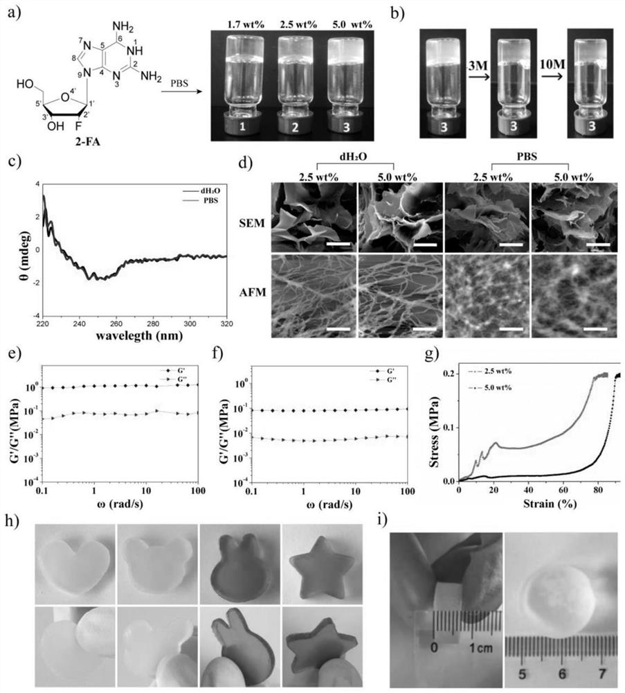 New application of 2-amino-2 '-fluoro-2'-deoxyadenosine