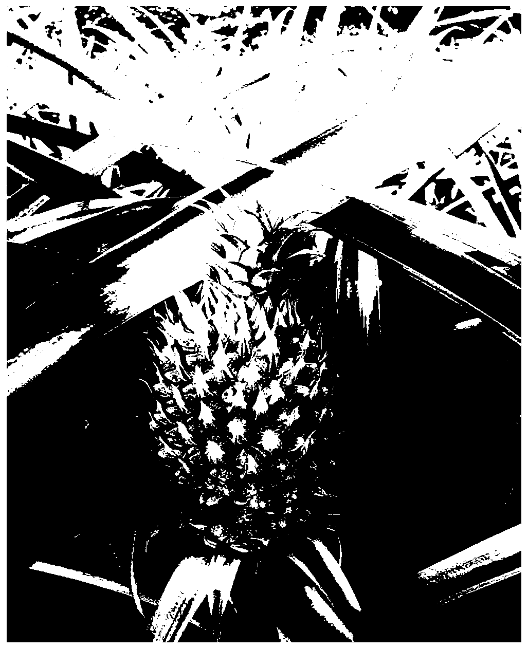 Method for improving pineapple fruit shape